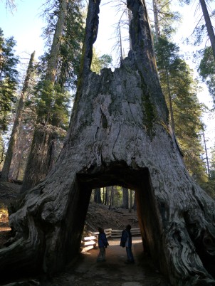 Giant Sequoias in Tuolumne Grove